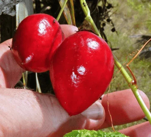 5 Cotton Leaf Passionflower Seeds - Seed World