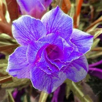 4 Desert Rose Adenium Obesum Seeds - Seed World