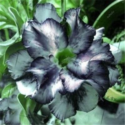 4 Desert Rose Adenium Obesum Seeds - Seed World