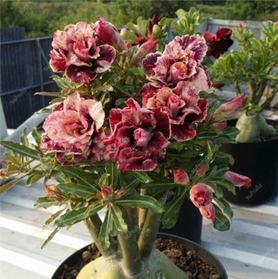 4 Desert Rose Adenium Obesum Seeds - Seed World