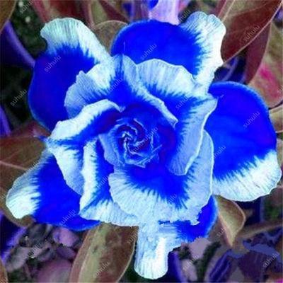 4 Desert Rose Adenium Obesum Seeds - Seed World