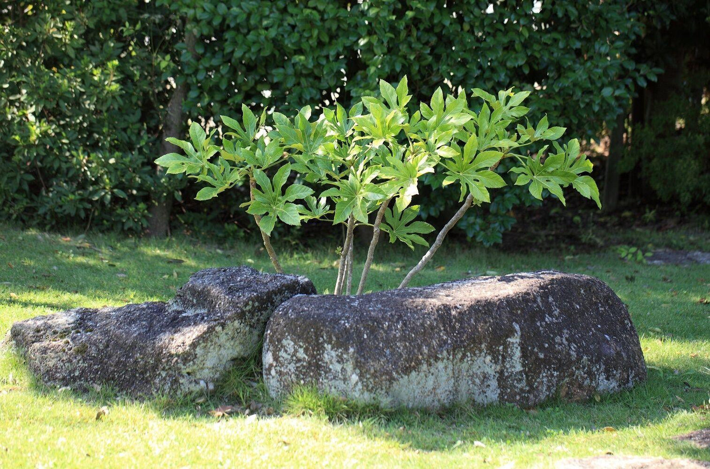 5 Fatsia Japonica Hardy Japanese Aralia Seeds - Seed World