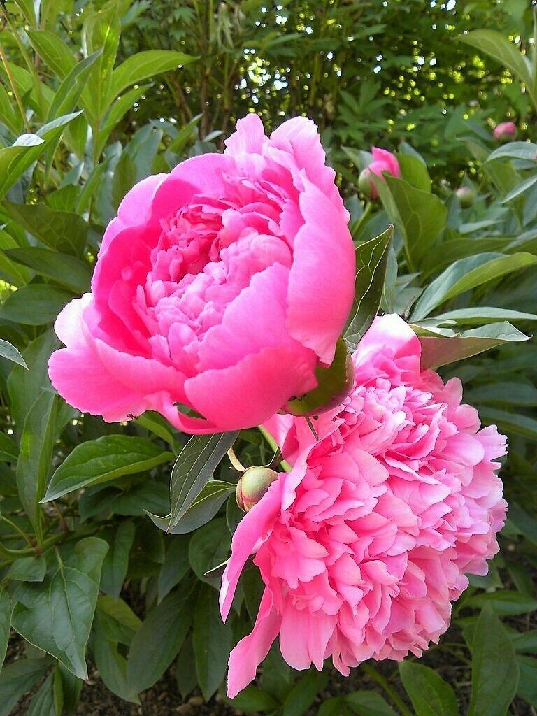 5 Garden Peony - Paeonia Lactiflora Mix Seeds - Seed World