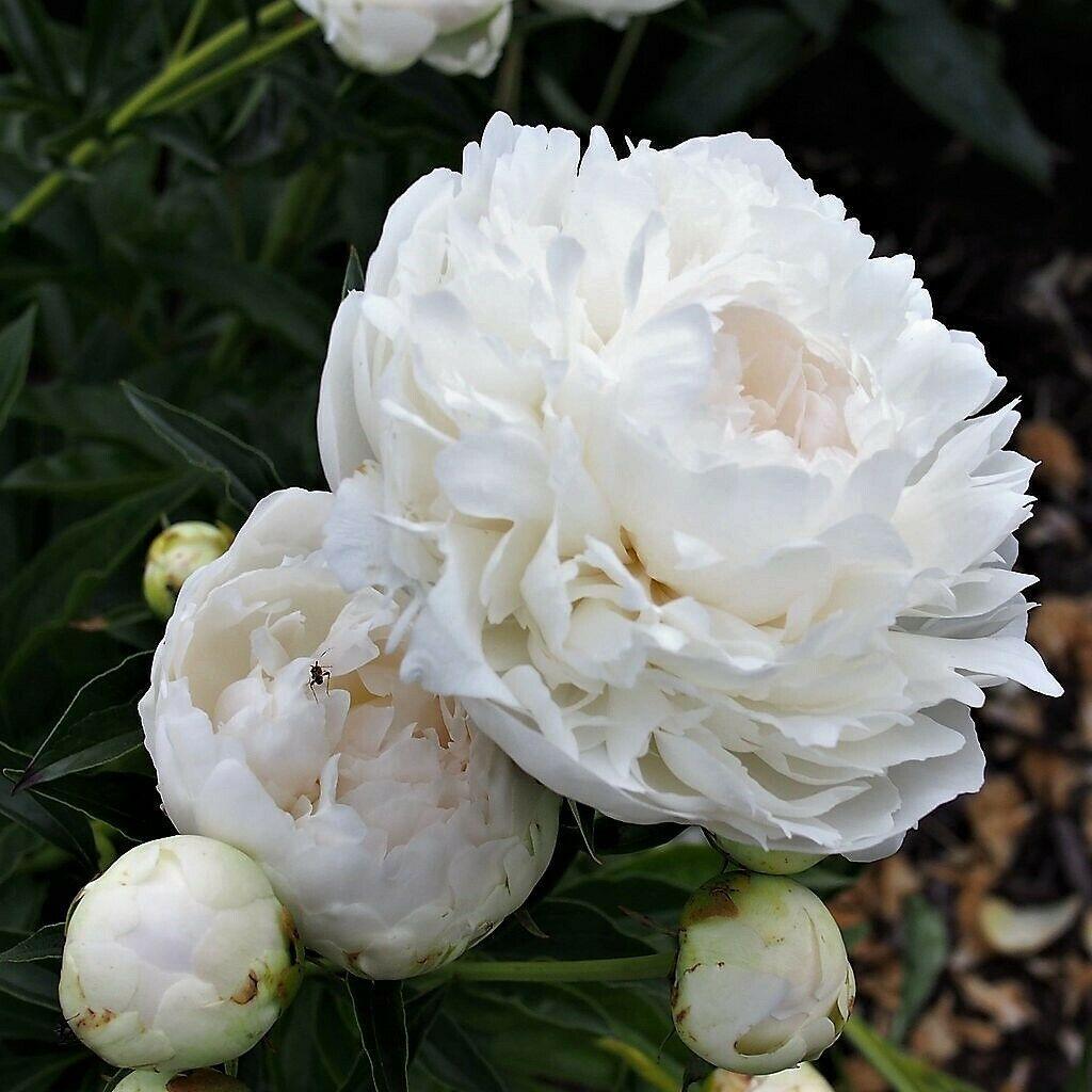 5 Garden Peony - Paeonia Lactiflora Mix Seeds - Seed World