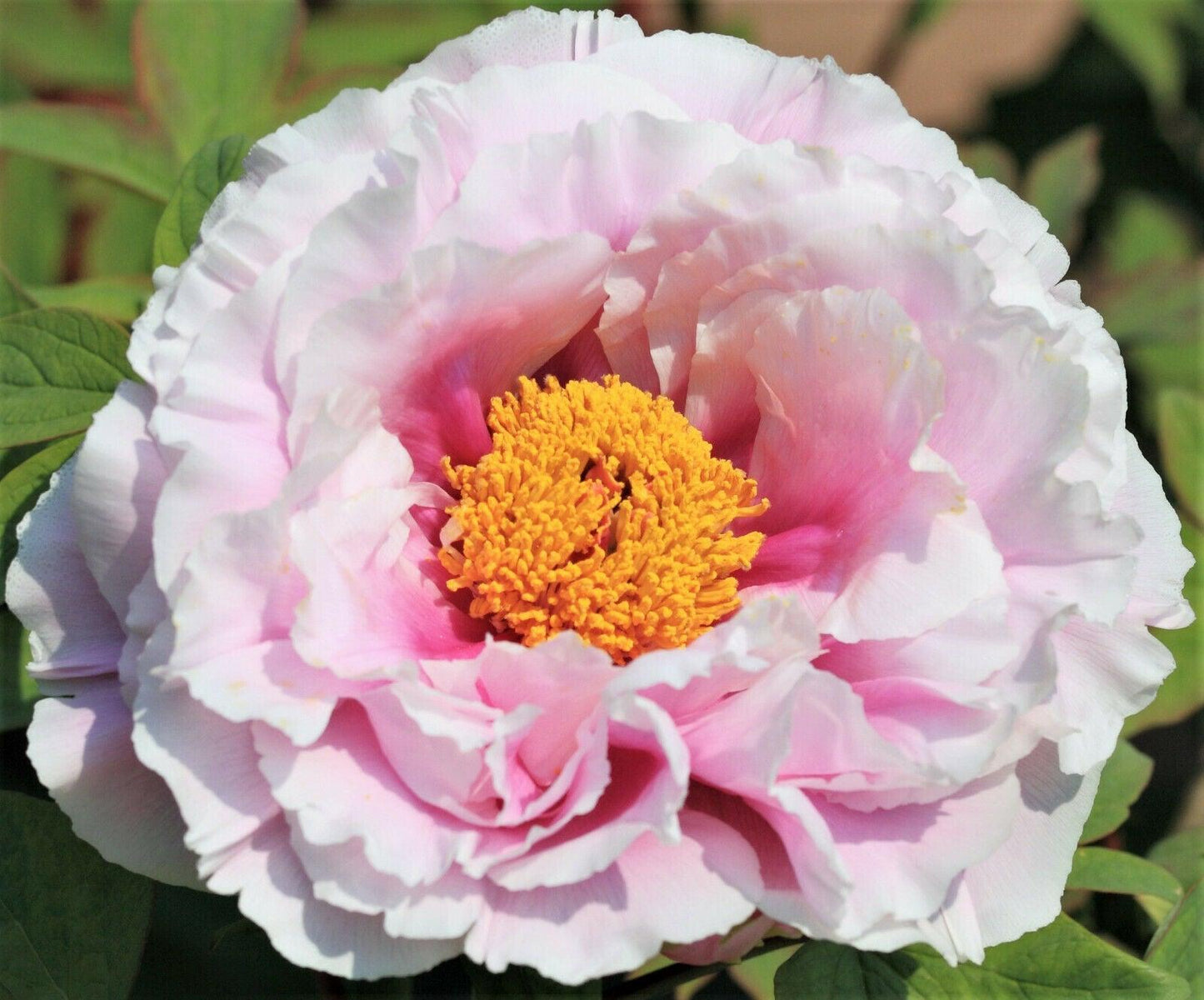 5 Garden Peony - Paeonia Lactiflora Mix Seeds - Seed World