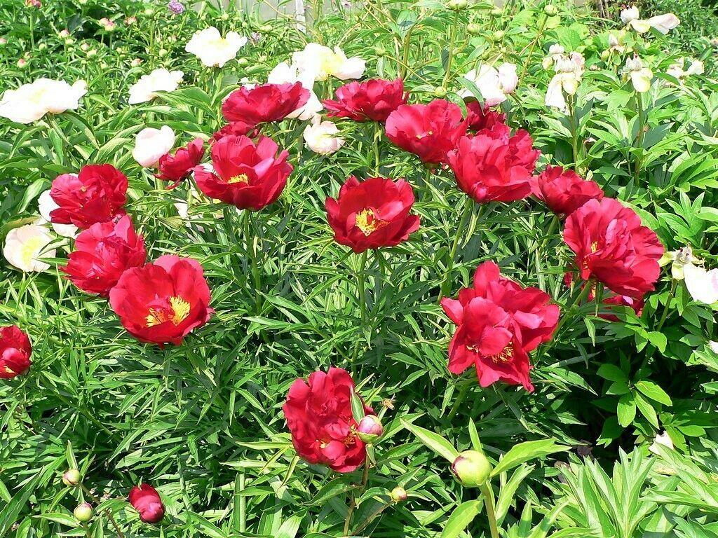 5 Garden Peony - Paeonia Lactiflora Mix Seeds - Seed World
