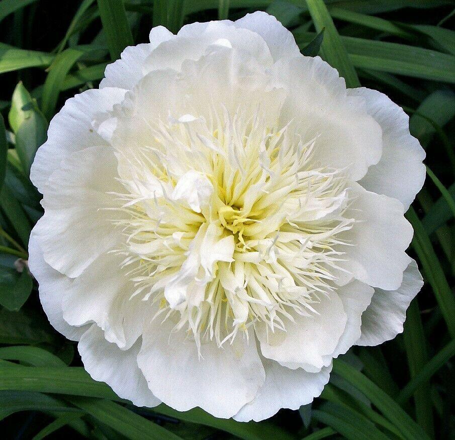 5 Garden Peony - Paeonia Lactiflora Mix Seeds - Seed World