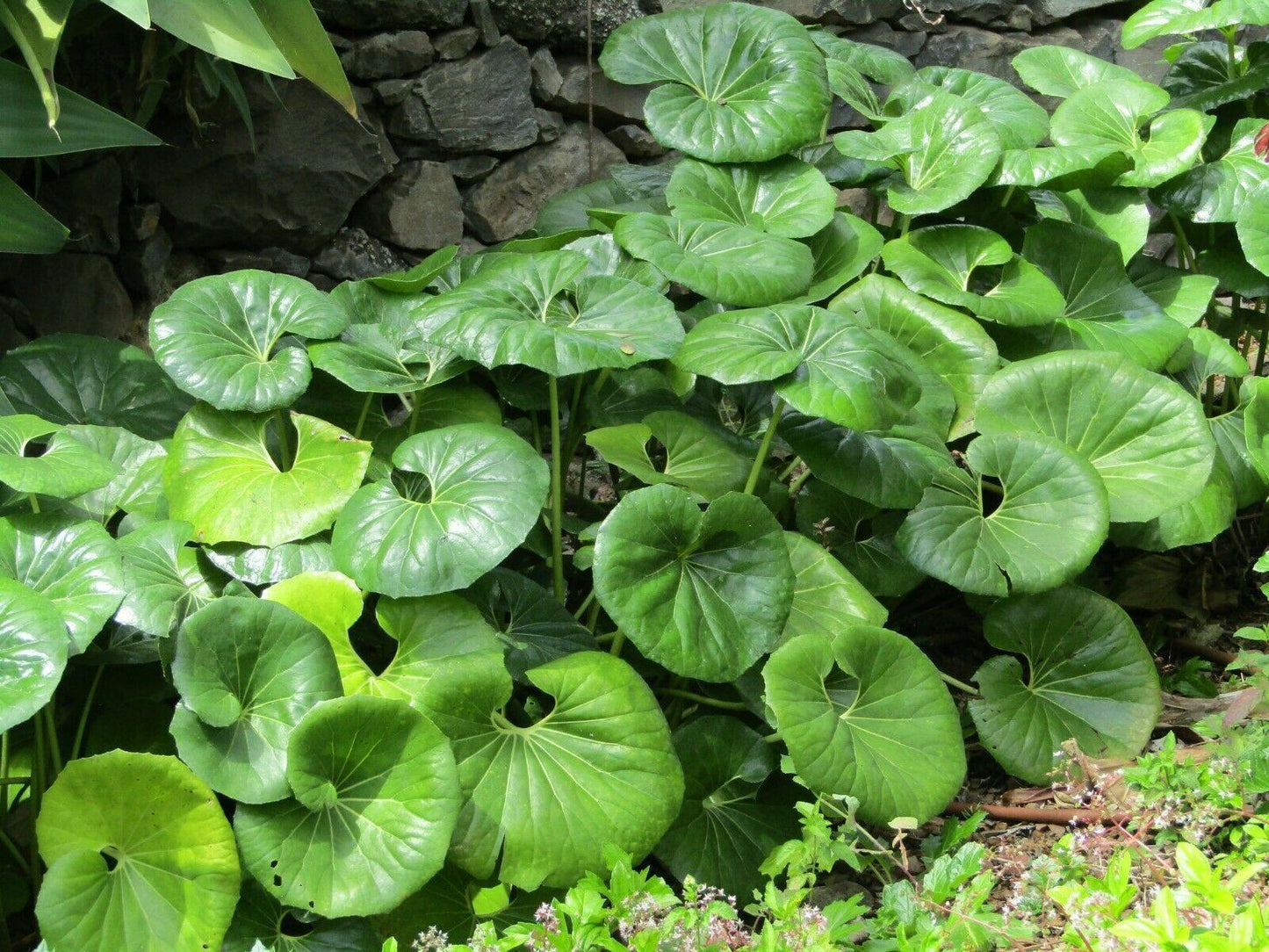 15 Giant Leopard Plant Seeds - Seed World