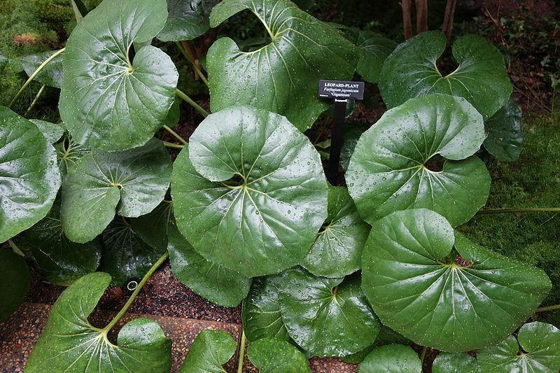 15 Giant Leopard Plant Seeds - Seed World