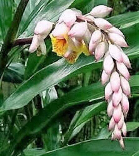 5 Ginger | Katsumadai Ginger Seeds - Seed World