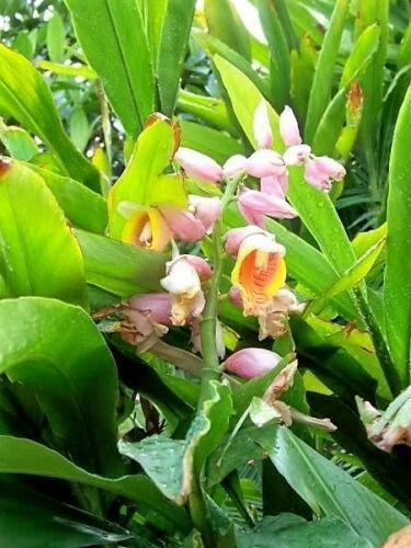5 Ginger | Katsumadai Ginger Seeds - Seed World