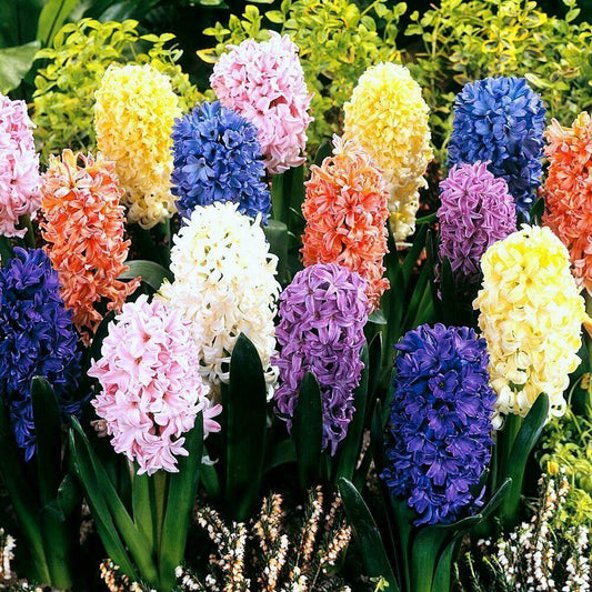 5 Hyacinth Multi Color Mix Flower Bulbs - Seed World