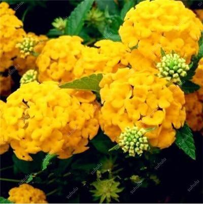 5 Hydrangea Plants Flowers Home Plant perennial Viburnum Seeds - Seed World