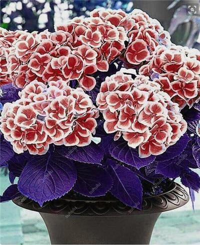 5 Hydrangea Plants Flowers Home Plant perennial Viburnum Seeds - Seed World