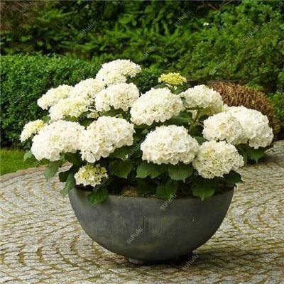 5 Hydrangea Plants Flowers Home Plant perennial Viburnum Seeds - Seed World