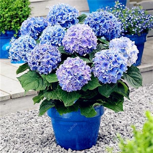 5 Hydrangea Plants Flowers Home Plant perennial Viburnum Seeds - Seed World