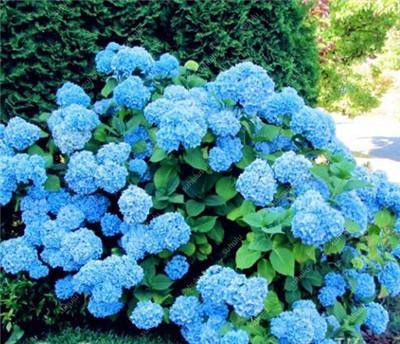 5 Hydrangea Plants Flowers Home Plant perennial Viburnum Seeds - Seed World