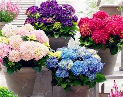 5 Hydrangea Plants Flowers Home Plant perennial Viburnum Seeds - Seed World