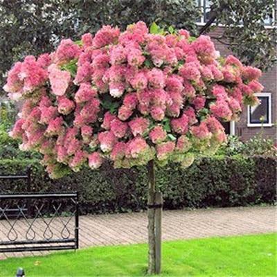 5 Hydrangea Plants Flowers Home Plant perennial Viburnum Seeds - Seed World