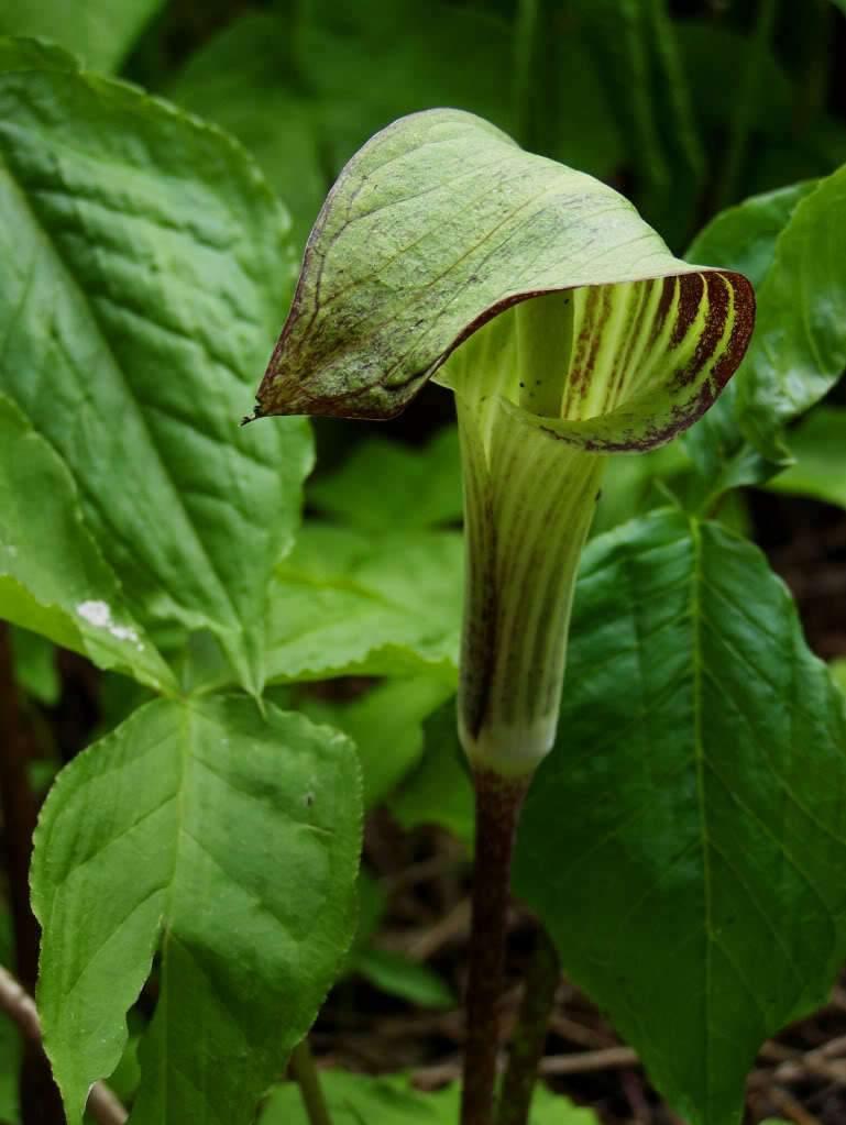 5 Jack In The Pulpit Seeds - Seed World