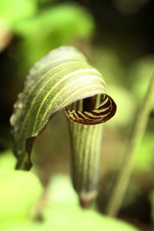 5 Jack In The Pulpit Seeds - Seed World