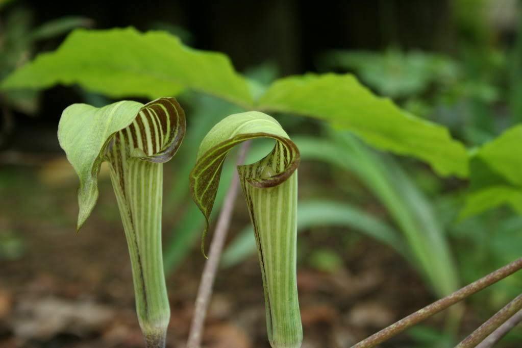 5 Jack In The Pulpit Seeds - Seed World