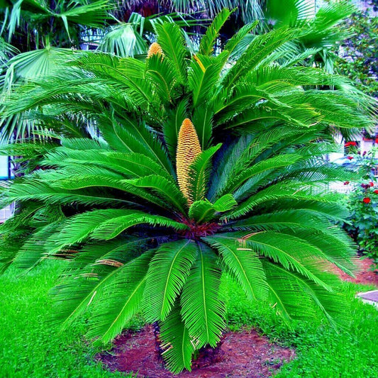5 King Sago Palm Tree Seeds - Seed World