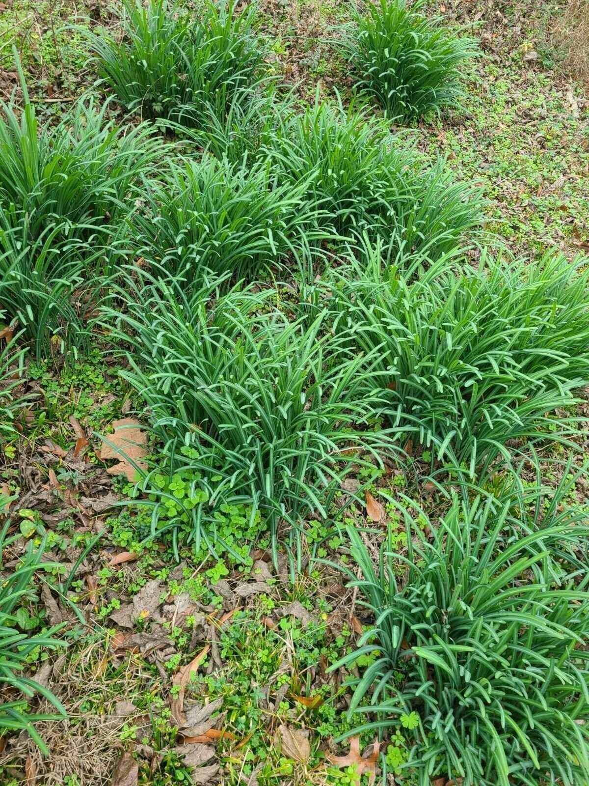 5 Large Red Spider Lily Bulbs - Seed World