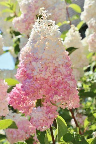 5 Light Strawberry Hydrangea Seeds - Seed World