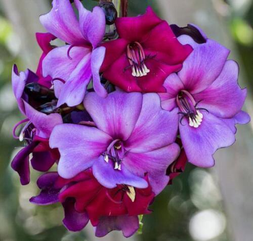 5 Meriania Nobilis Seeds - Seed World