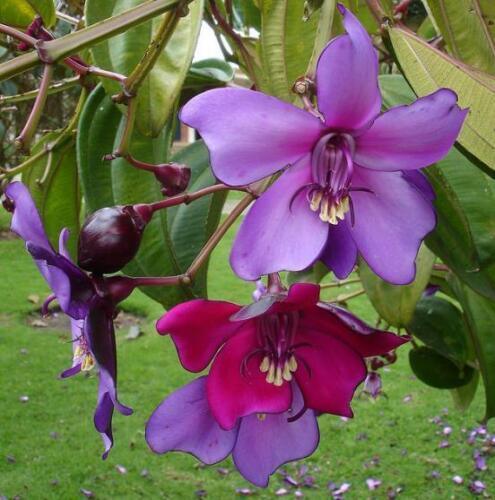 5 Meriania Nobilis Seeds - Seed World