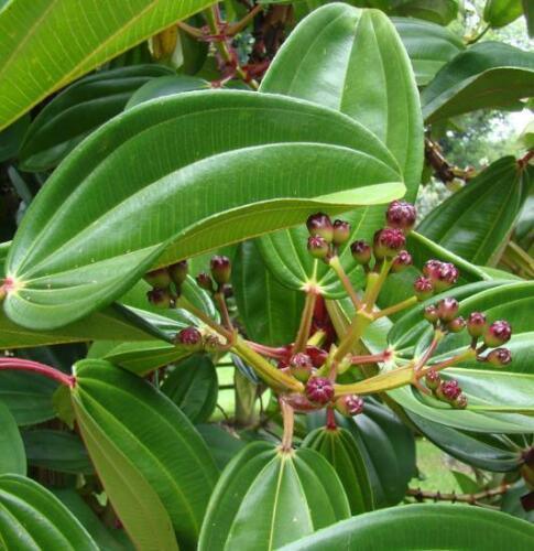 5 Meriania Nobilis Seeds - Seed World