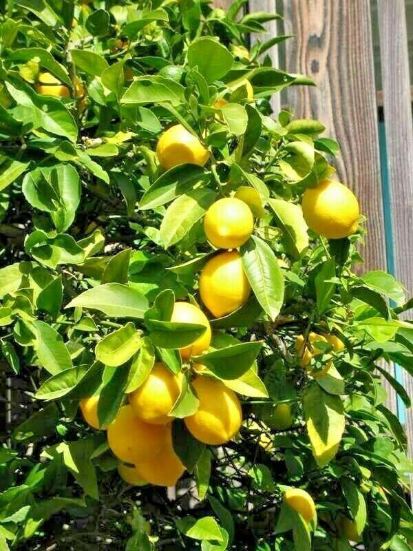 5 Meyer Lemon Seeds - Seed World