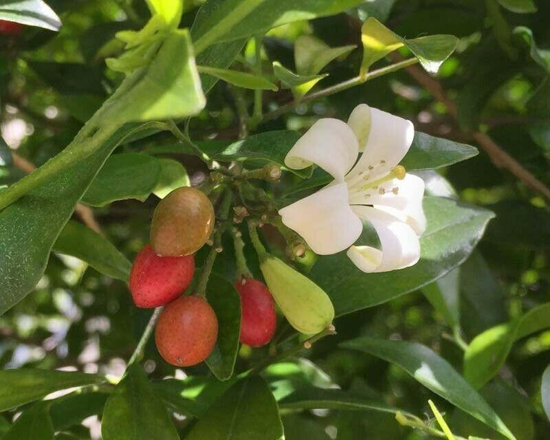 5 Murraya Paniculata | Orange Jasmine Seeds - Seed World