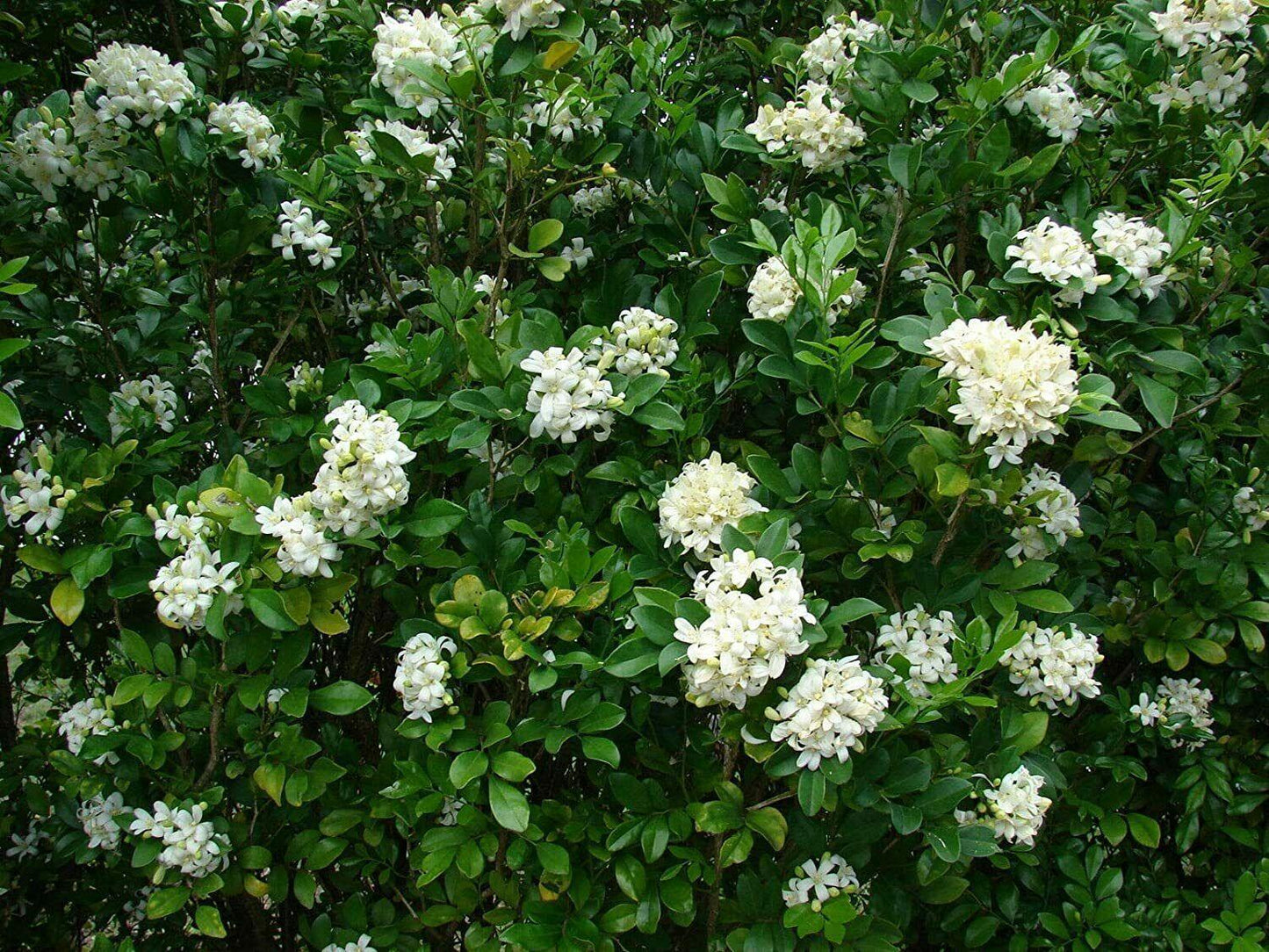 5 Murraya Paniculata | Orange Jasmine Seeds - Seed World