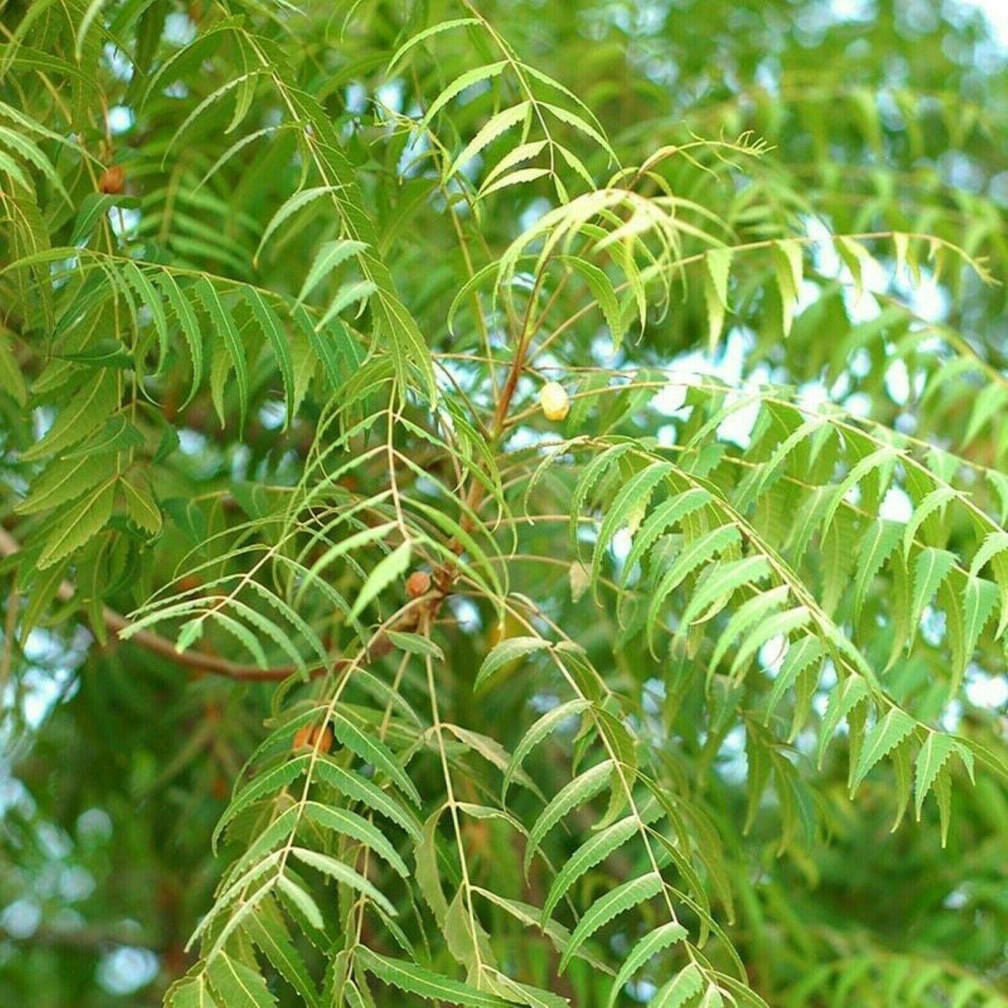 5 Neem (Azadirachta Indica) Divine Tree Seeds - Seed World