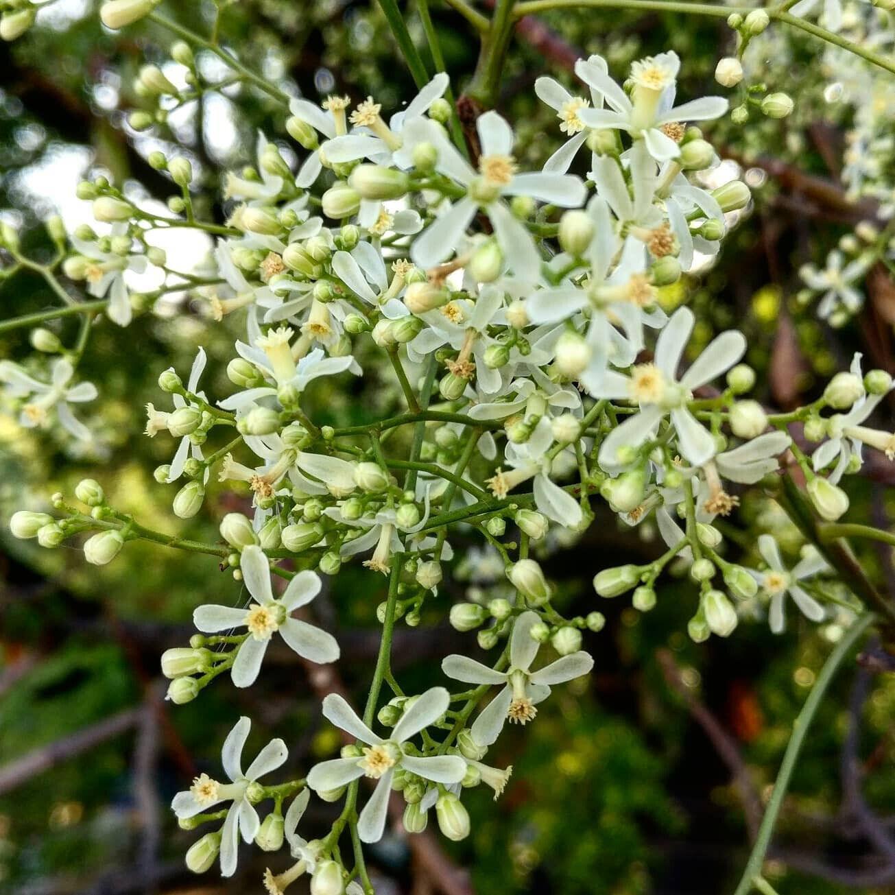 5 Neem (Azadirachta Indica) Divine Tree Seeds - Seed World