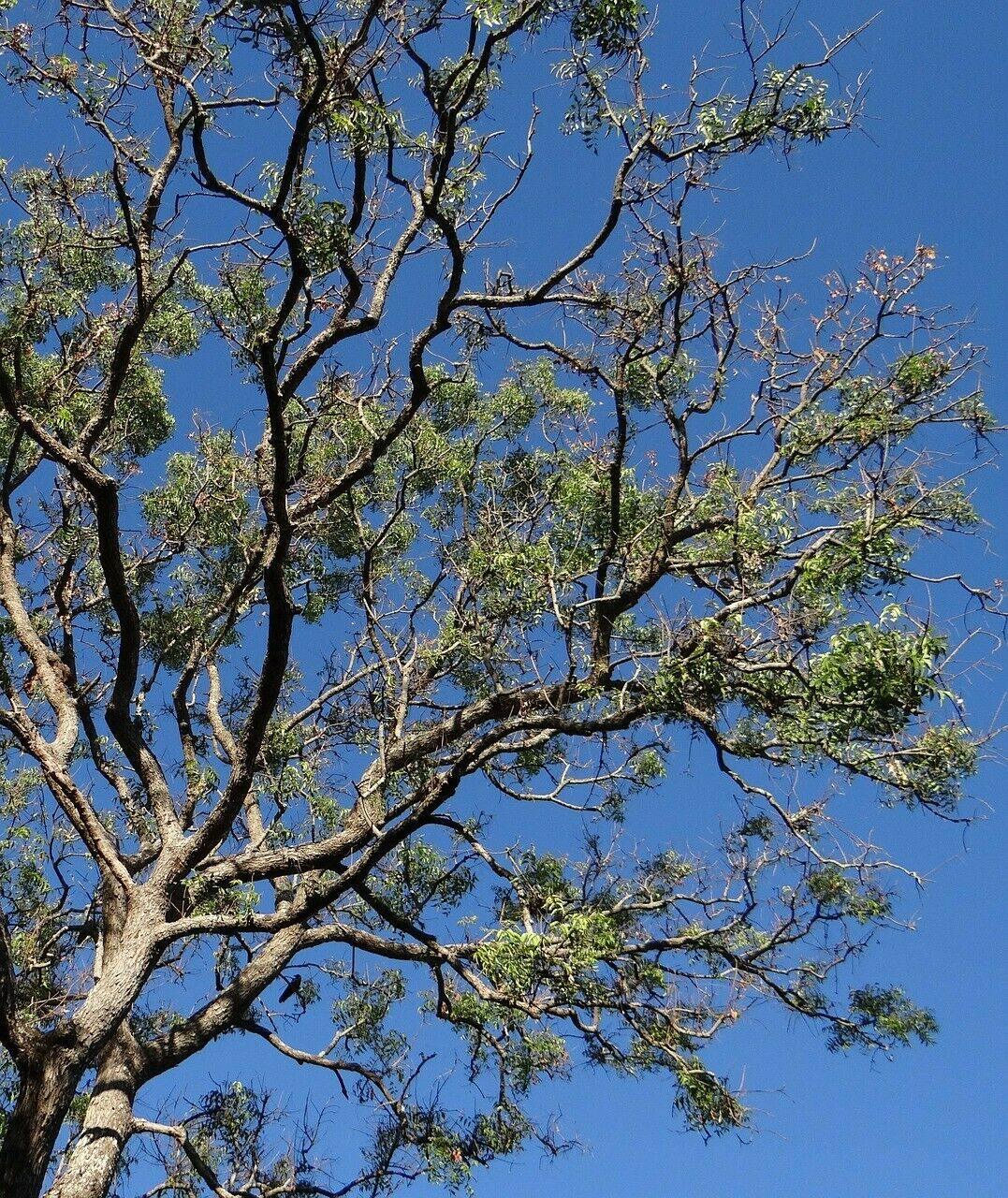 5 Neem (Azadirachta Indica) Divine Tree Seeds - Seed World