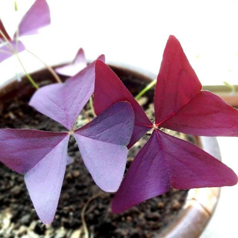 5 Oxalis Triangularis Fanny Bulbs Variegated False Shamrock Wood Sorrel - Seed World
