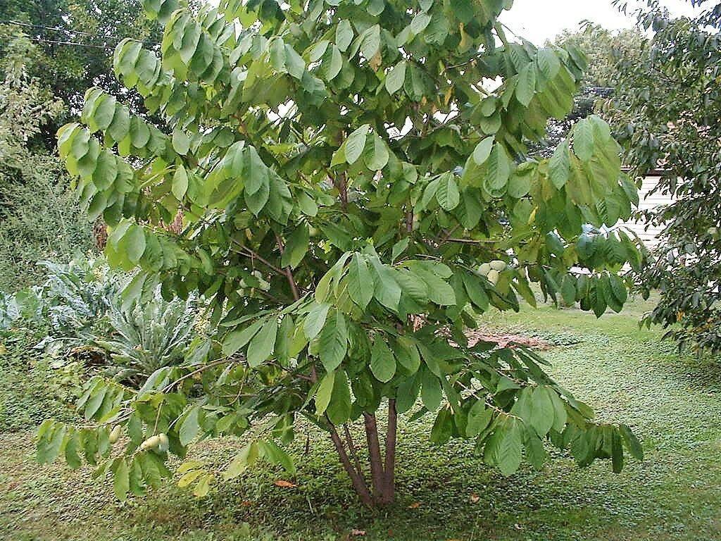 5 Paw Paw Fruit Tree Seeds - Seed World