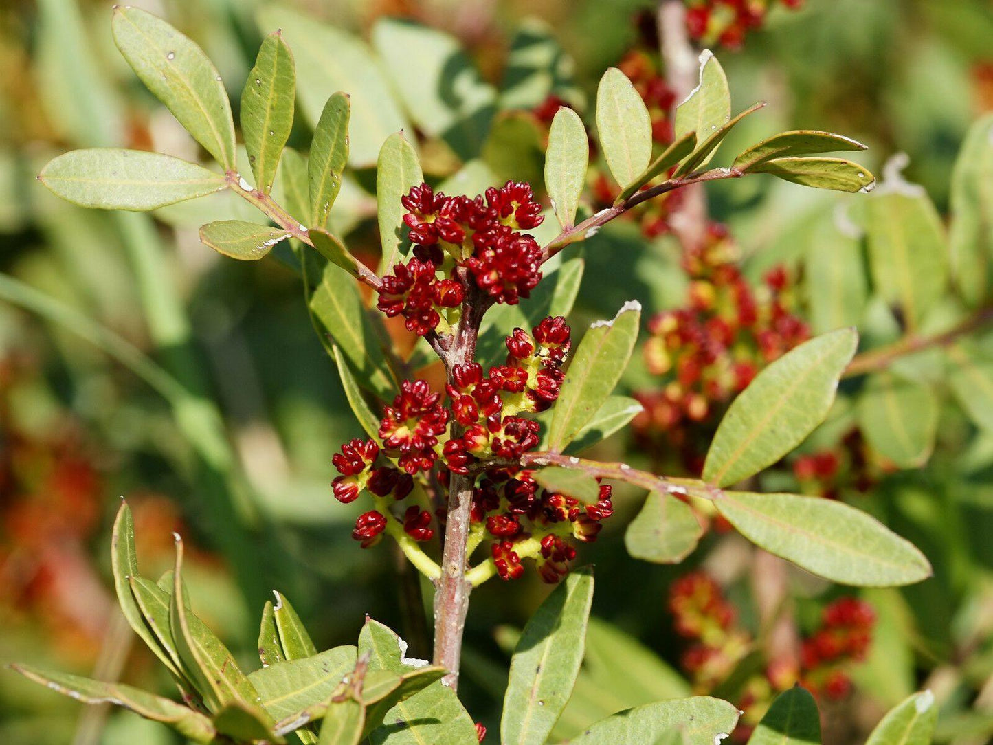 5 Pistachio Tree Seeds - Seed World