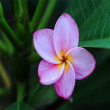 5 Plumeria Frangipani Hawaiian Lei Flower Seeds - Seed World