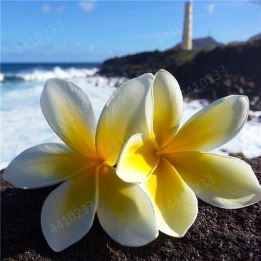 5 Plumeria Frangipani Hawaiian Lei Flower Seeds - Seed World