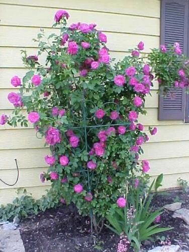 5 Purple Climbing Rose Seeds - Seed World