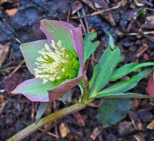 5 Purple Hellebore Seeds - Seed World