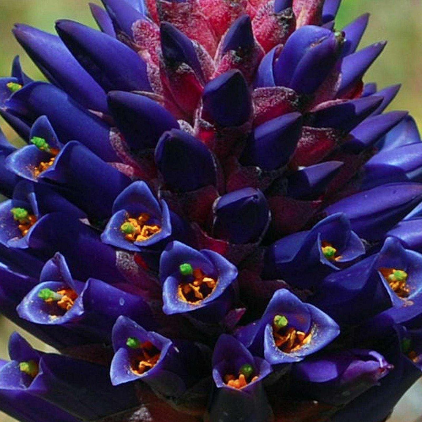 5 Rare Coastal Purple Puya Seeds - Seed World