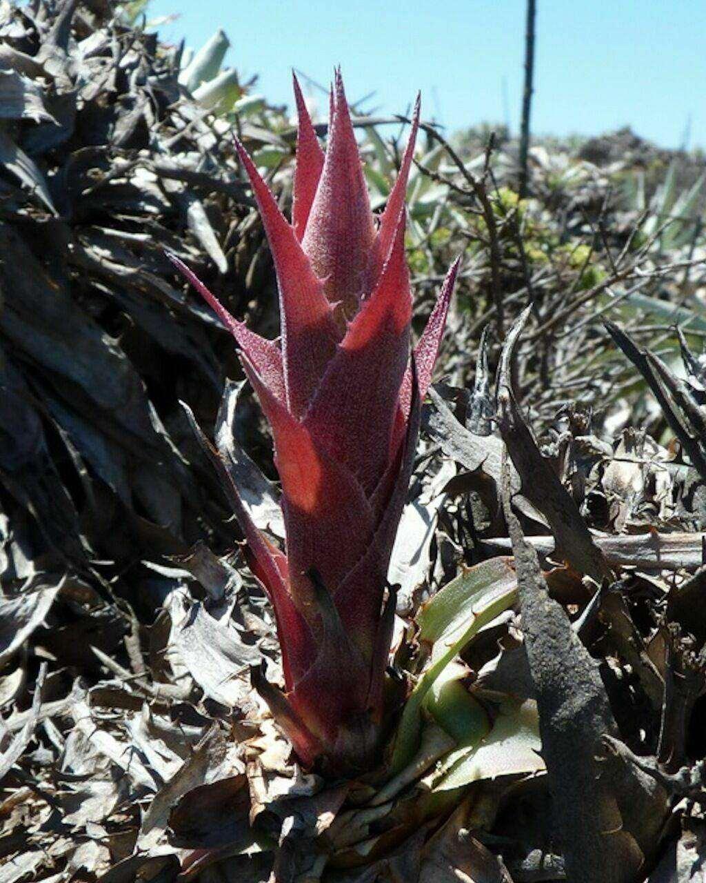 5 Rare Coastal Purple Puya Seeds - Seed World