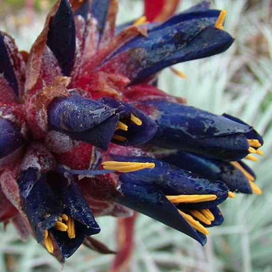 5 Rare Coastal Purple Puya Seeds - Seed World