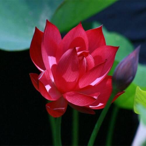 5 Rare Lotus Flower Seeds – Exotic Aquatic Blooms - Seed World