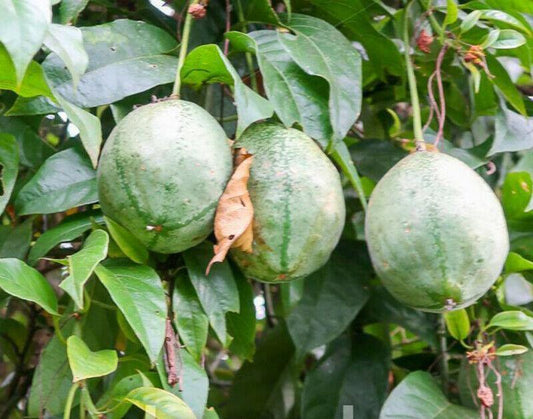 5 Rare Passiflora Popenovii | Perfect Passionfruit Seeds - Seed World